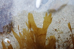 Taonia lennebackerae