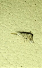 Trigonistis asthenopa