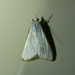 Palpita margaritacea