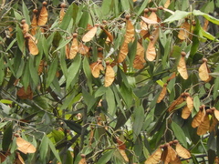 Heritiera trifoliolata