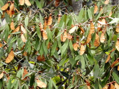 Heritiera trifoliolata
