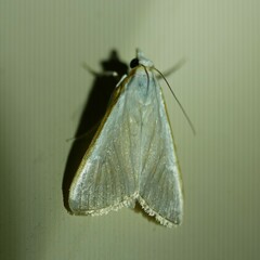 Palpita margaritacea