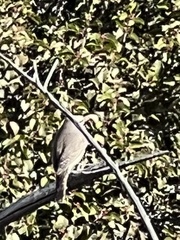 Campylorhynchus brunneicapillus