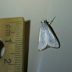 Palpita margaritacea