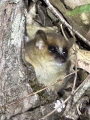 Microcebus lehilahytsara