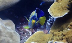 Pygoplites diacanthus