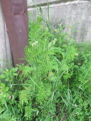 Tanacetum vulgare boreale