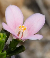 Cyanothamnus coerulescens