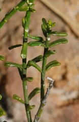 Cyanothamnus coerulescens