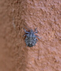 Brochymena