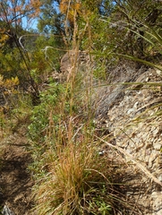 Andropogon glomeratus