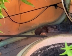 Drymarchon melanurus