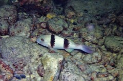 Parupeneus crassilabris