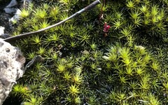 Campylopus introflexus