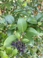 Ligustrum japonicum