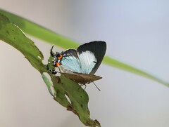 Jalmenus evagoras