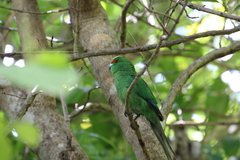 Cyanoramphus malherbi