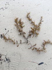 Sargassum sinclairii