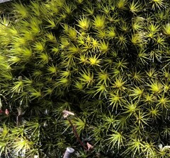 Campylopus introflexus