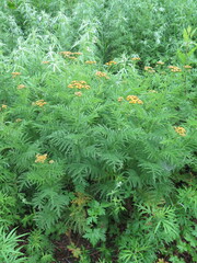 Tanacetum vulgare boreale