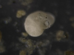 Cibicidoides wuellerstorfi