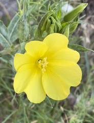 Oenothera pilosella