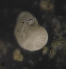 Cibicidoides wuellerstorfi