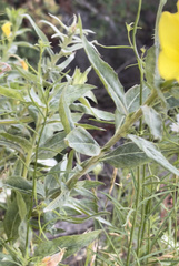 Oenothera pilosella