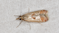 Syntonarcha iriastis