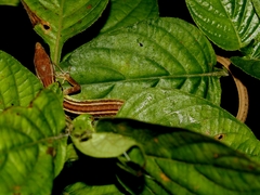 Takydromus sexlineatus
