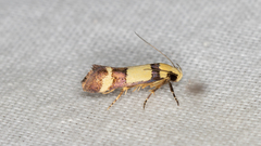 Decatopseustis