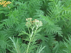 Tanacetum vulgare boreale