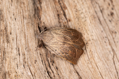 Tortricopsis pyroptis