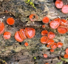 Scutellinia