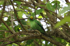 Cyanoramphus malherbi