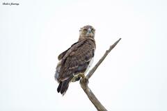 Circaetus pectoralis