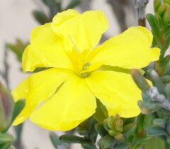 Hibbertia setifera