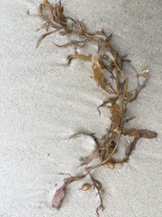 Sargassum sinclairii