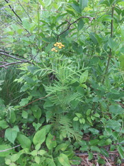 Tanacetum vulgare boreale
