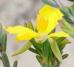 Hibbertia setifera