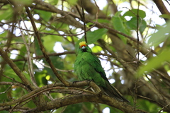 Cyanoramphus malherbi
