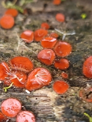 Scutellinia