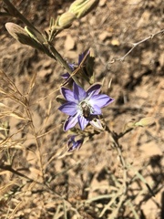 Malesherbia linearifolia