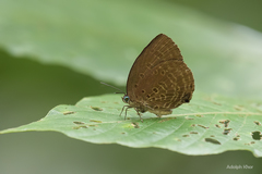 Arhopala
