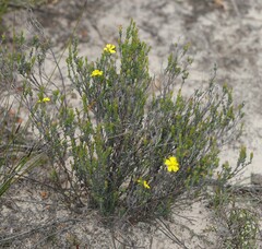 Hibbertia setifera