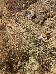 Malesherbia linearifolia