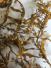 Sargassum sinclairii