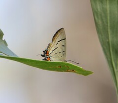 Jalmenus evagoras