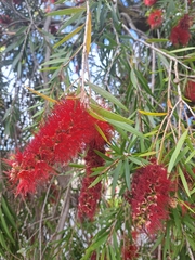 Melaleuca viminalis