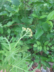 Tanacetum vulgare boreale